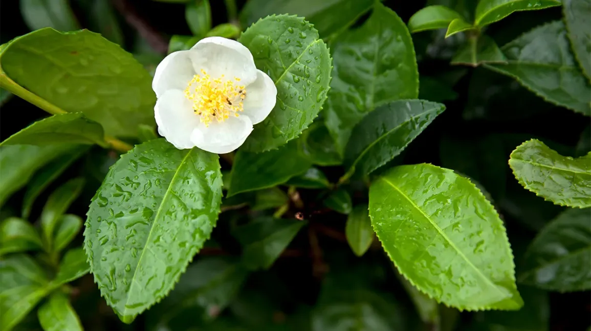 Green Tea Extract