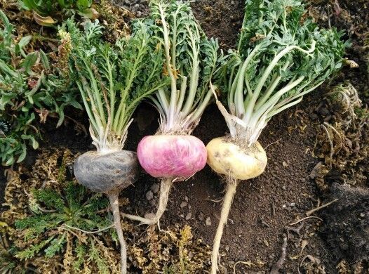 Maca Root