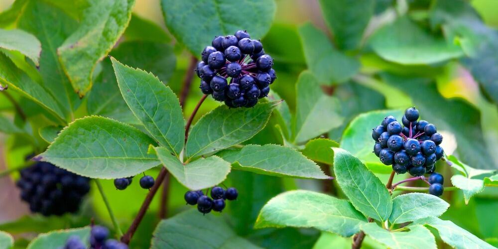 Eleutherococcus Siberian Ginseng
